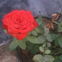 @user7693394