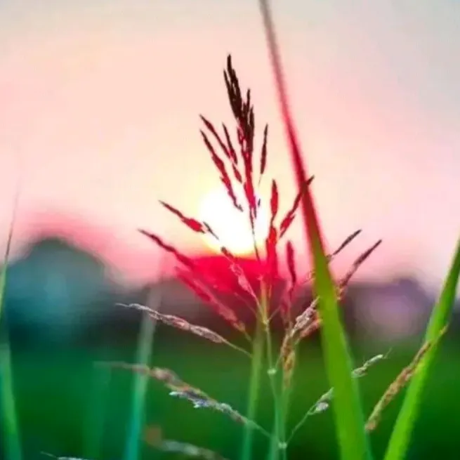 @chinni98248