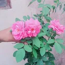 @imissyouanshu1