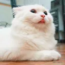 @user40495292