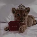 @_mammedoffaa.._