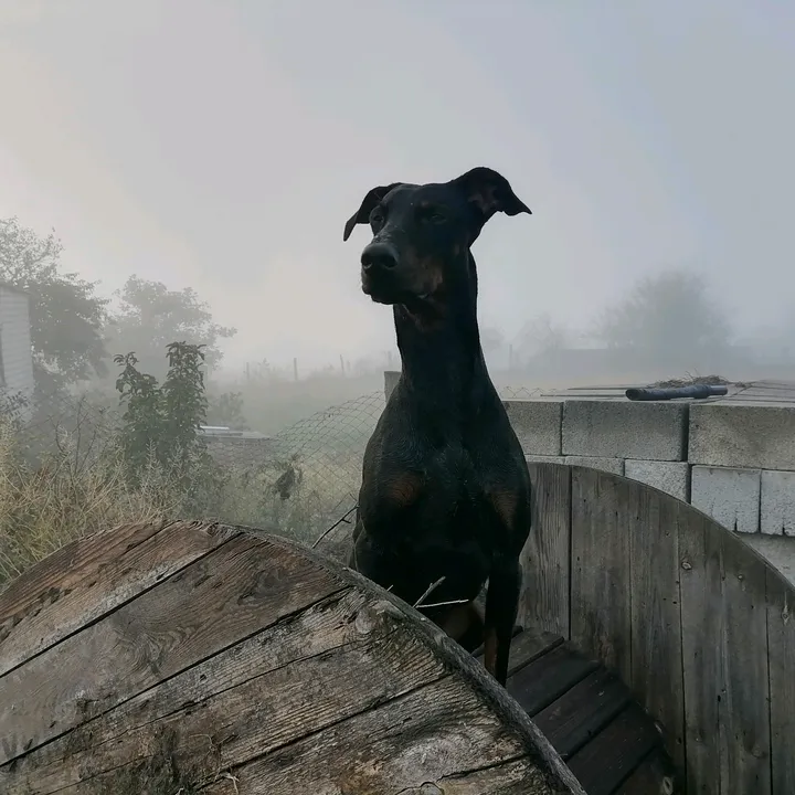 maximkavalev9