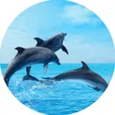 @irukatan1777