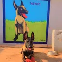 @servicesdogdressings