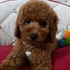 nataliapoodle