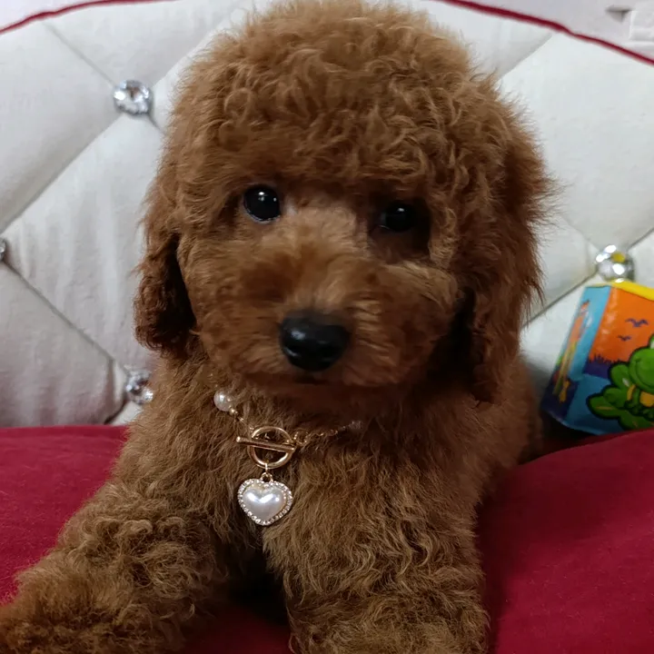 nataliapoodle