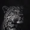 daniyal_okten73