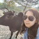 @paijah_blitar_75_hk