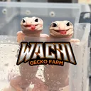 @wachigecko