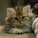 @iver3888