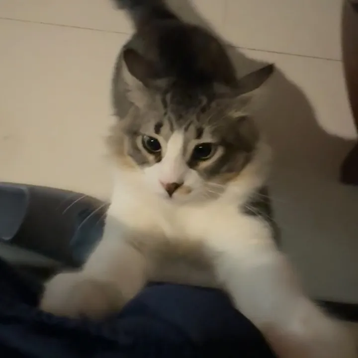 @gatoqduerme