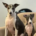 @buddyjr.0