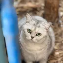 @onsalefood