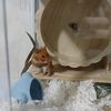diariodeunhamster