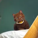 @fuyncats