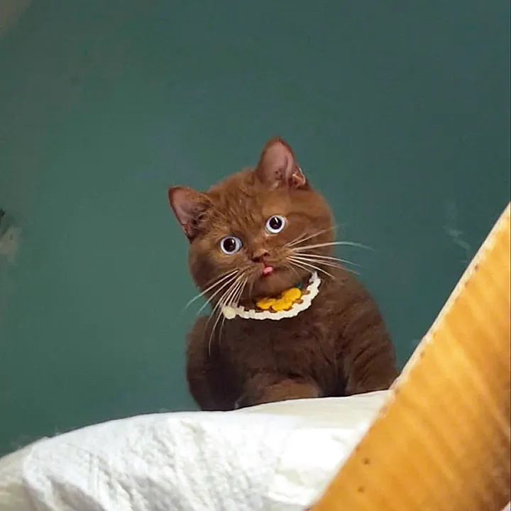 @fuyncats