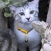 narttawat.fn