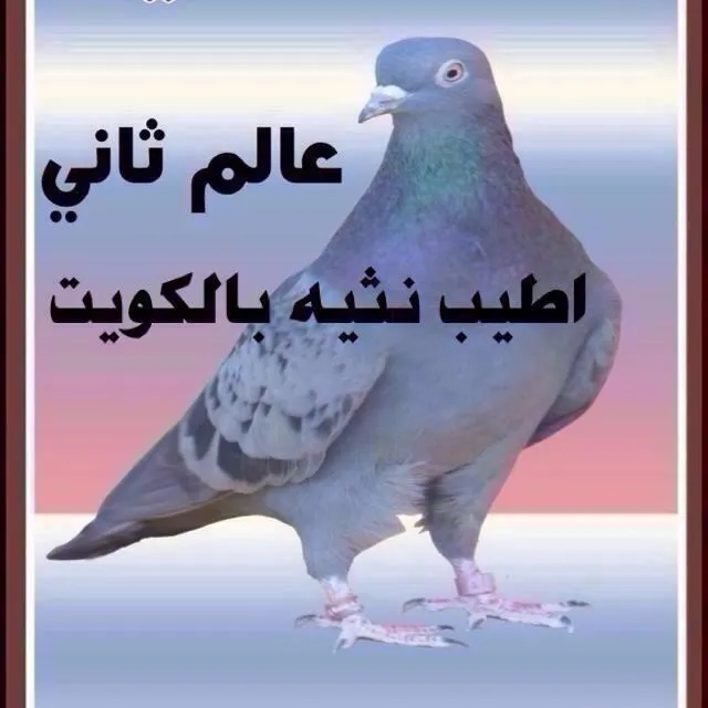 thamer.alfadel