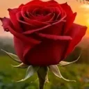 @lavienrose140