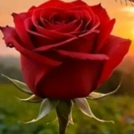 @lavienrose140