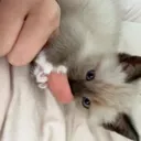 @mxsh.th