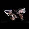 butterfly_bob_black