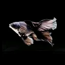 @butterfly_bob_black
