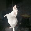 asupan.terbaru71