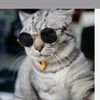 gato.herrera1