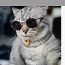 @gato.herrera1