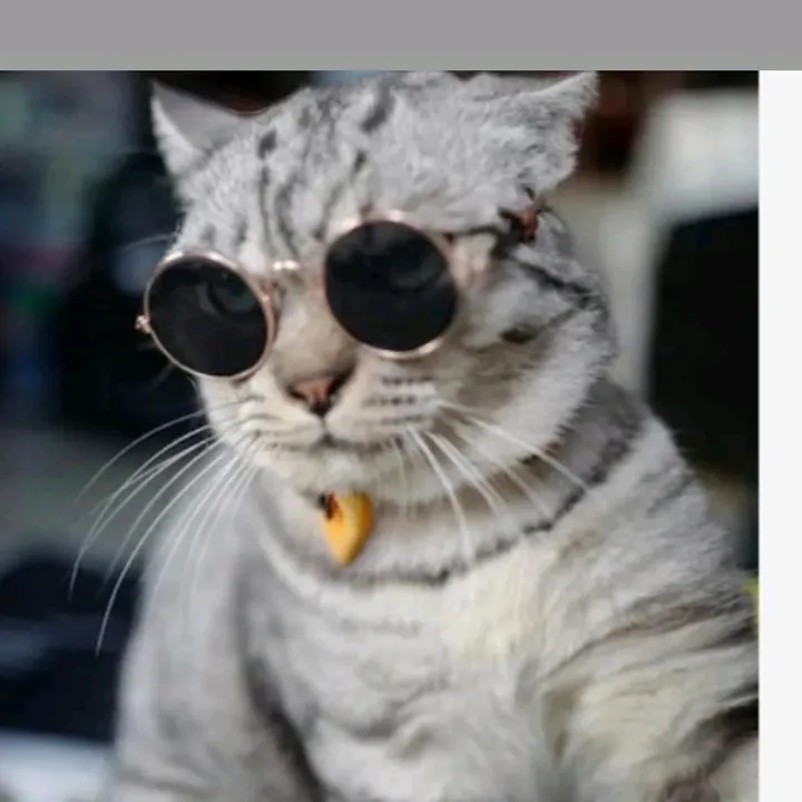 gato.herrera1