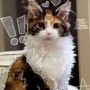 pawprntz1