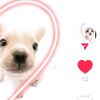 iceloving_234_oficial