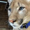 london_big_cat