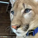@london_big_cat