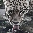 @extraangeel