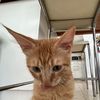 gogionline