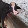 jutt.dairy.farm79