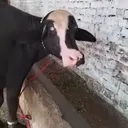 @jutt.dairy.farm79