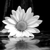 siyah_beyaz_adanali