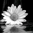 @siyah_beyaz_adanali