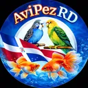 @avipezrd