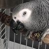 africangreykira