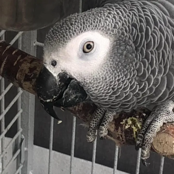 africangreykira