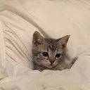 @syeee1338
