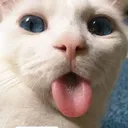 @user916704685306