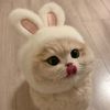 xiao_sammy