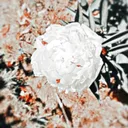 @freeeditedpacks
