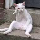 @linkdgaf1