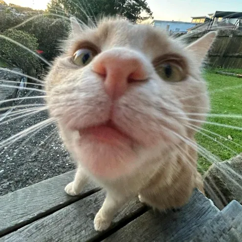 @newzealandtowns